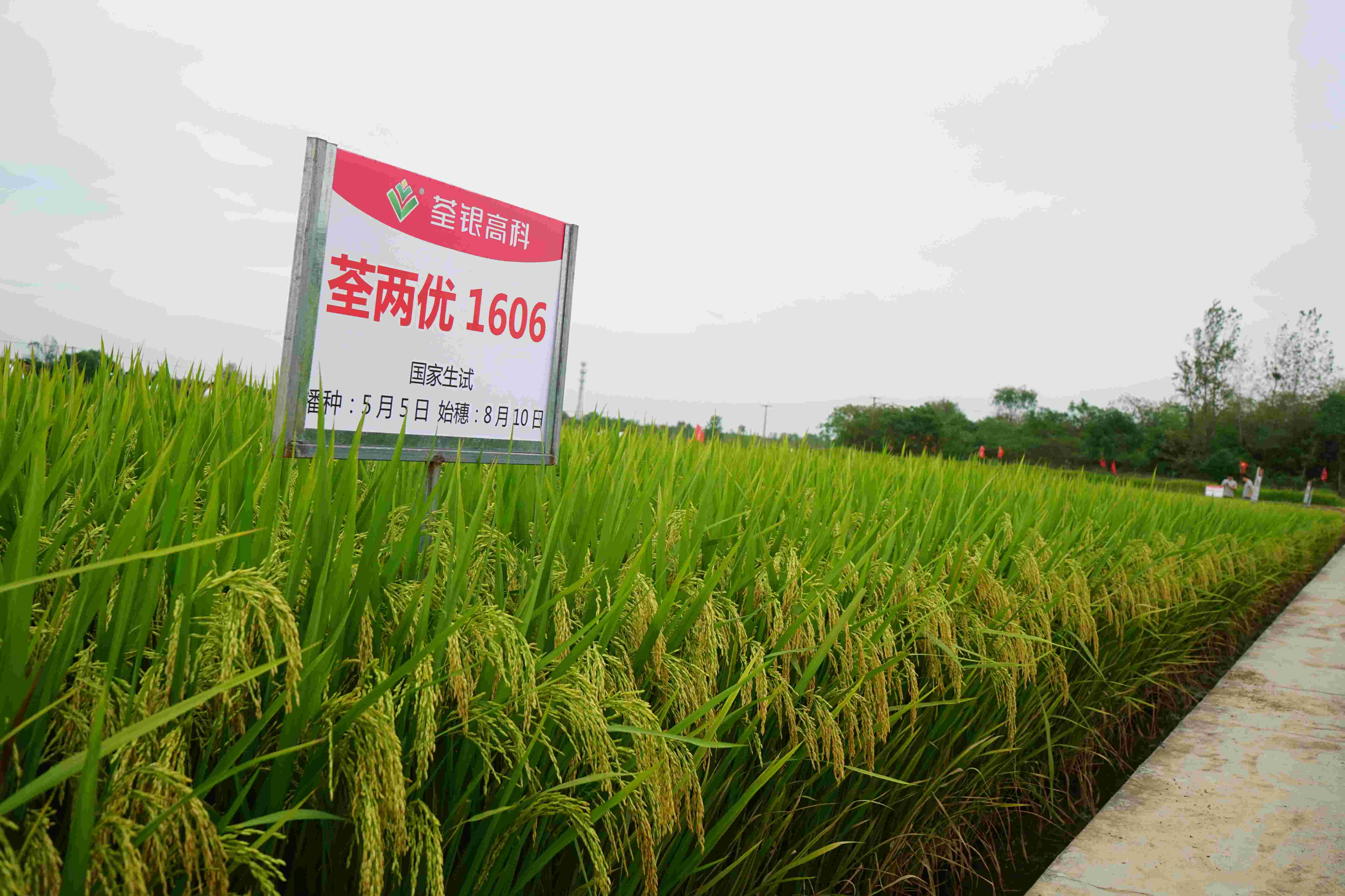 8、荃兩優(yōu)1606(1).jpg 8、荃兩優(yōu)1606(1).jpg